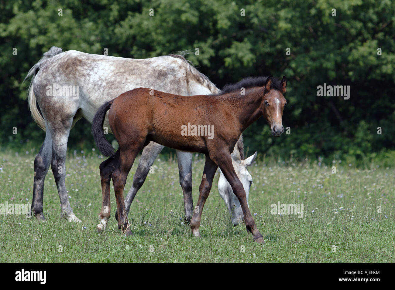 Orlov trotter mare and foal is grazed on the meadow Stock Photo