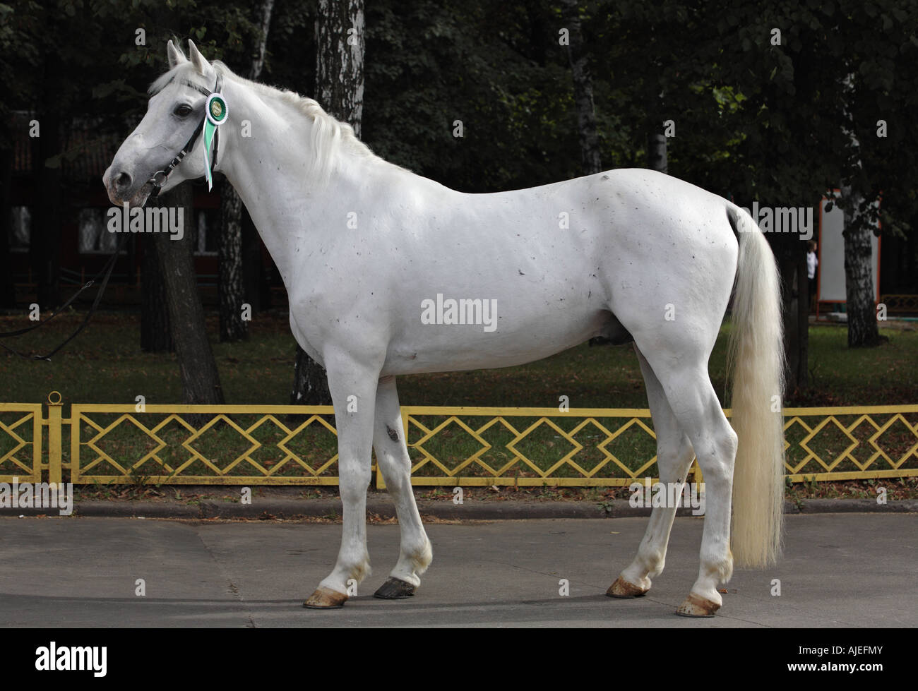 Portrait of the white horse Stock Photo