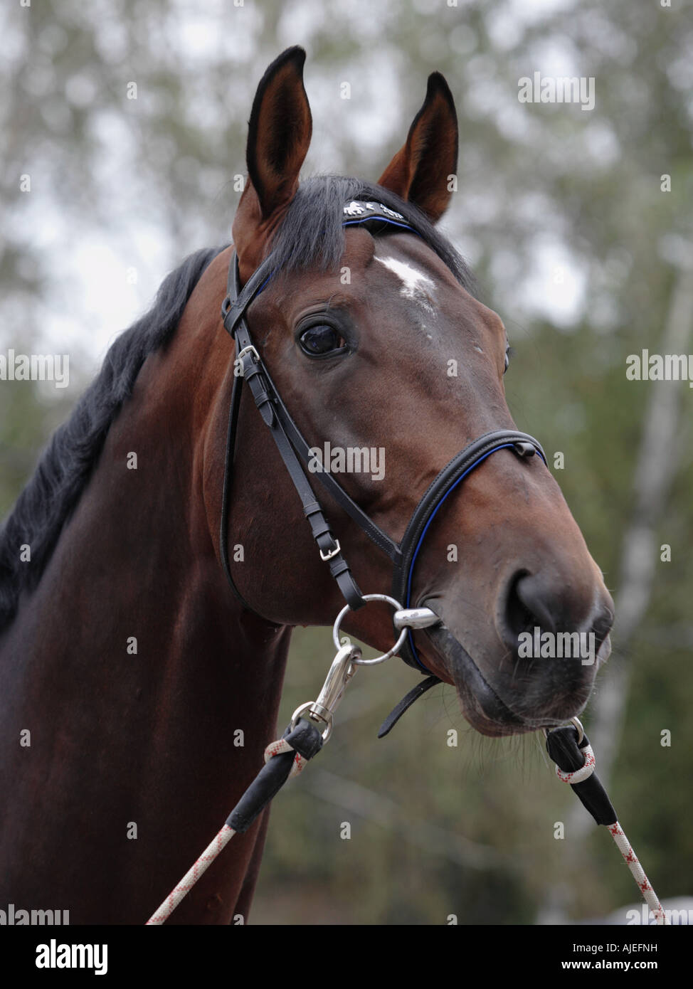 Portrait of the bay thoroughbred horse Stock Photo