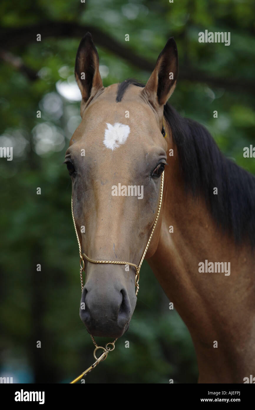 The Akhal-Teke horse Stock Photo