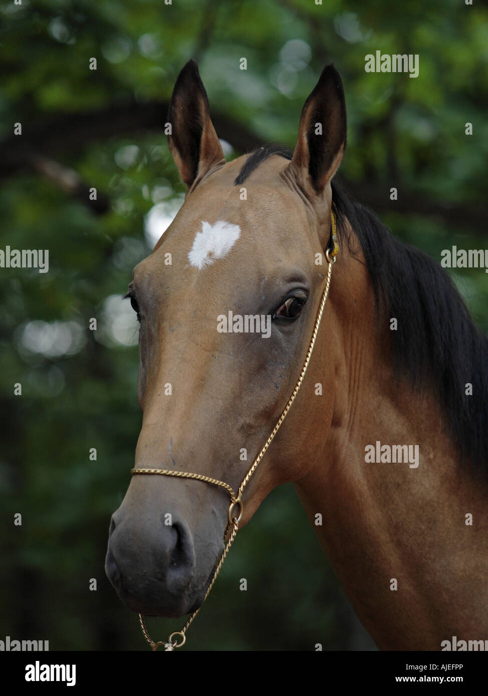 The Akhal-Teke horse Stock Photo