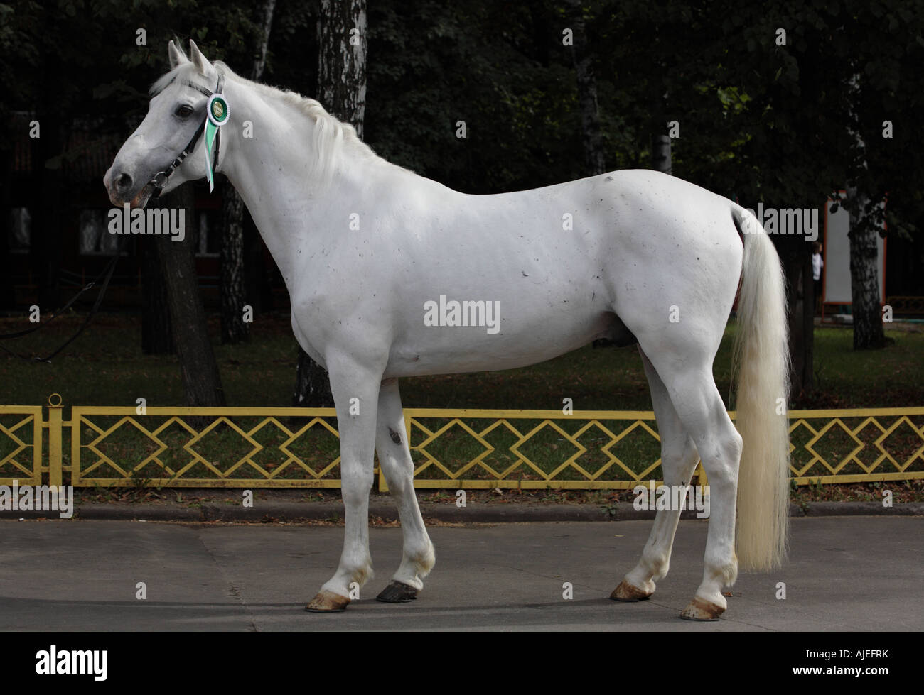 The grey horse Stock Photo