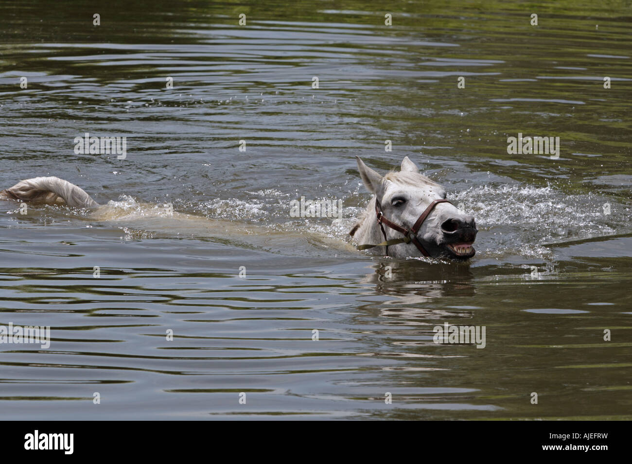 The horse crosses the river Stock Photo