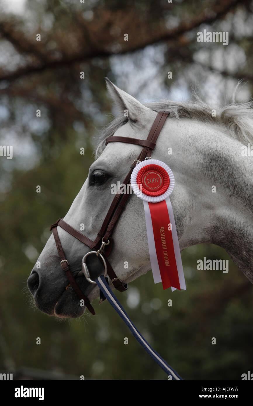 Portrait of the grey champion horse Stock Photo