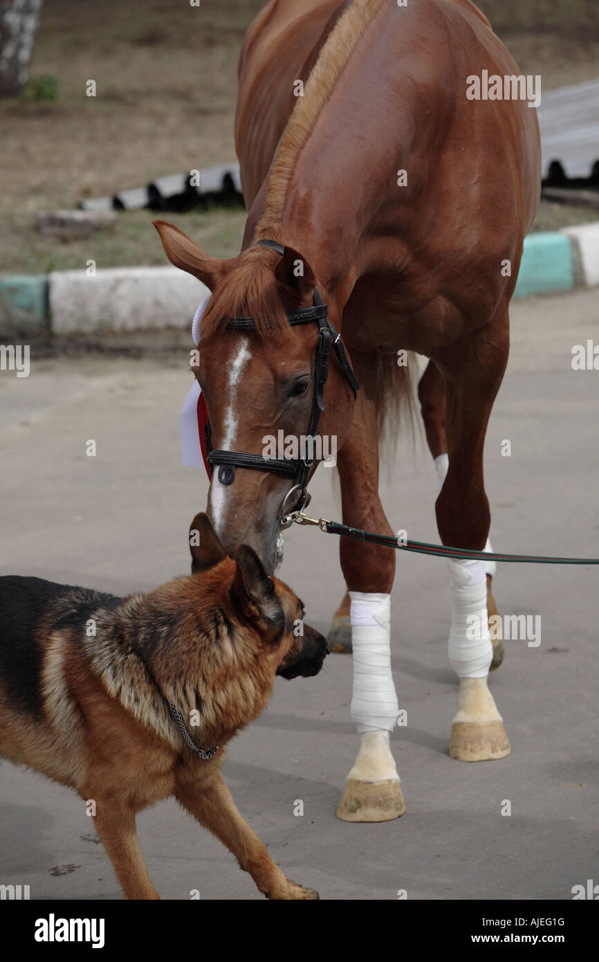 The horse and dog Stock Photo
