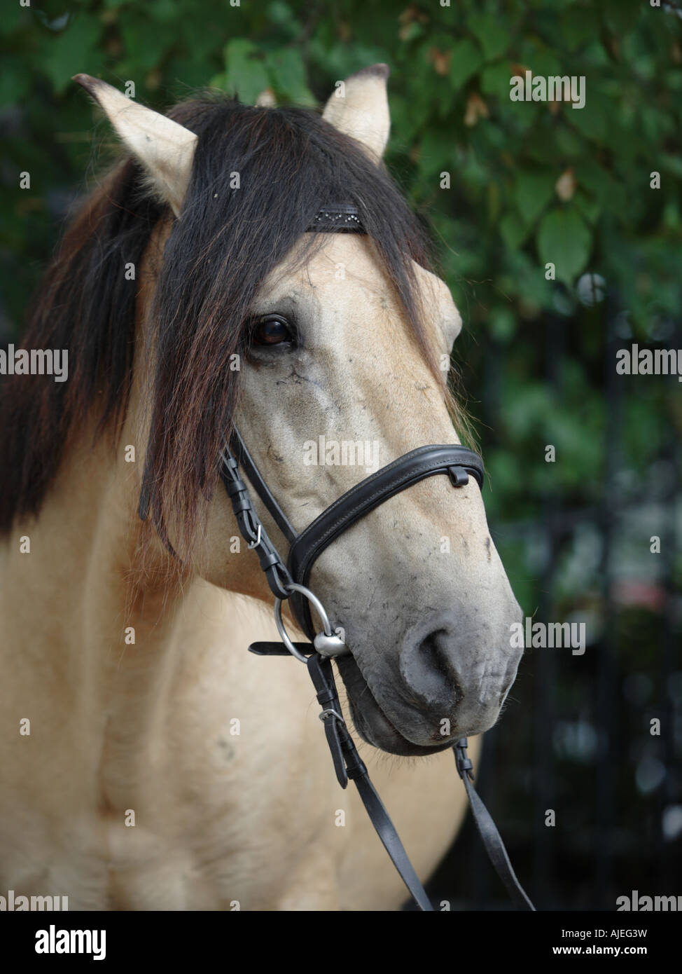 Russian native breed - Vyatskaja horse Stock Photo