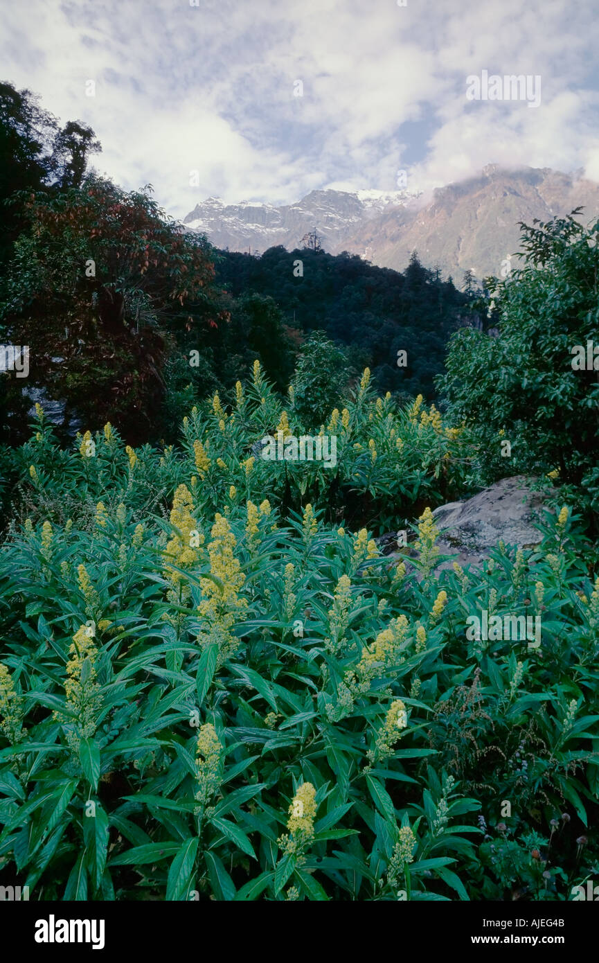 Nepal Asia Annapurna trekking circuit Bagarchap village area Stock ...