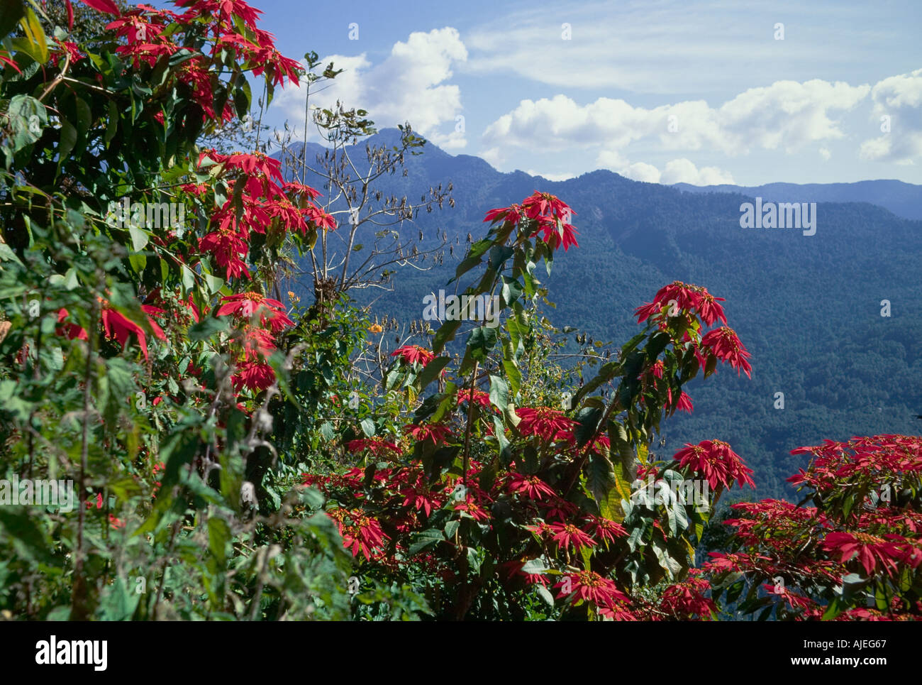 Gangtok flower hires stock photography and images Alamy