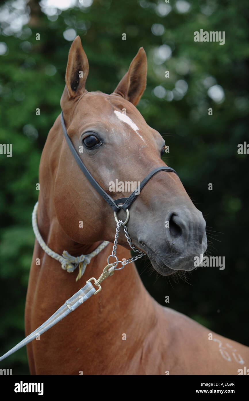 Portrait of the Akhal-Teke horse Stock Photo