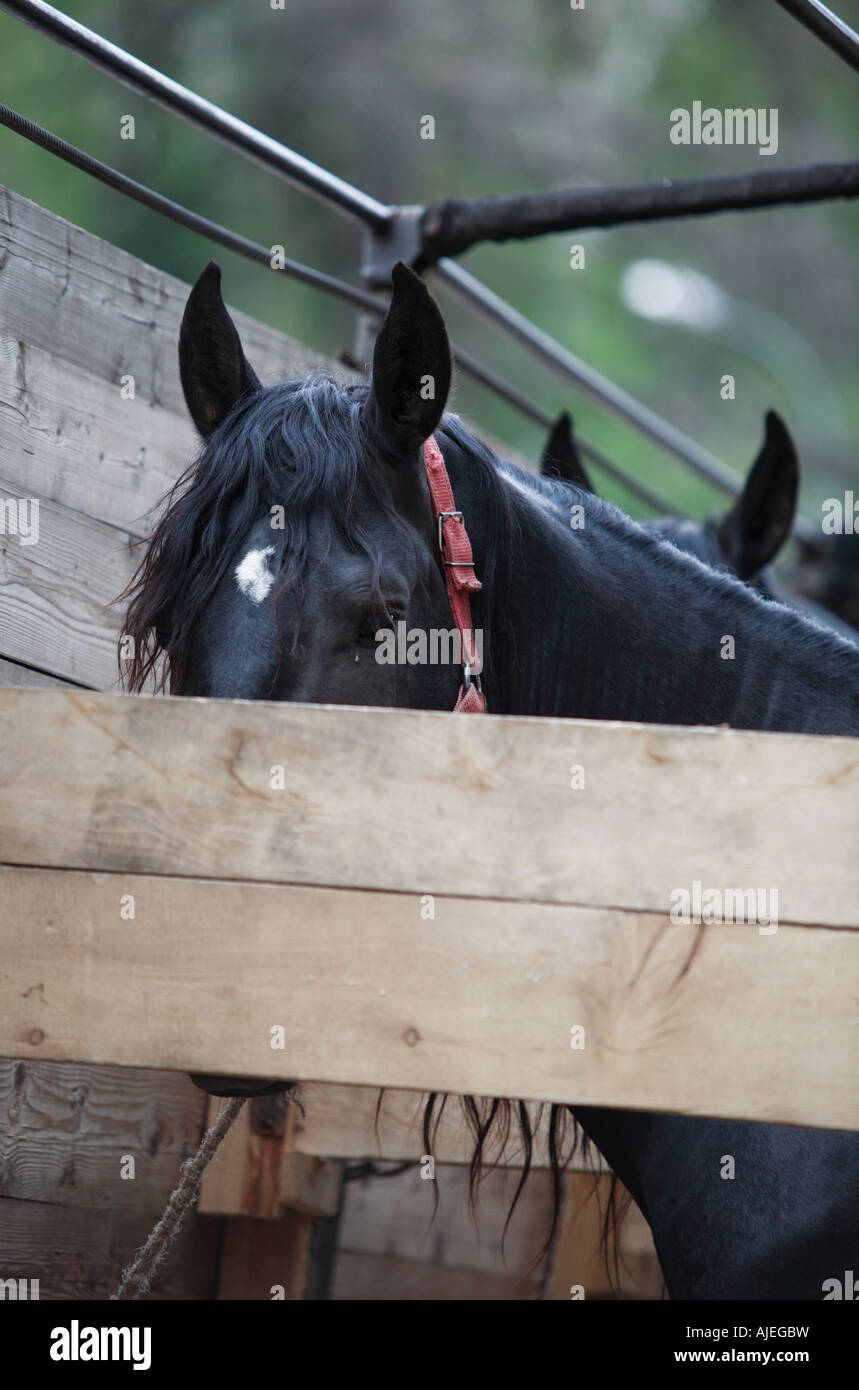 The horse looks from a wooden motor van Stock Photo