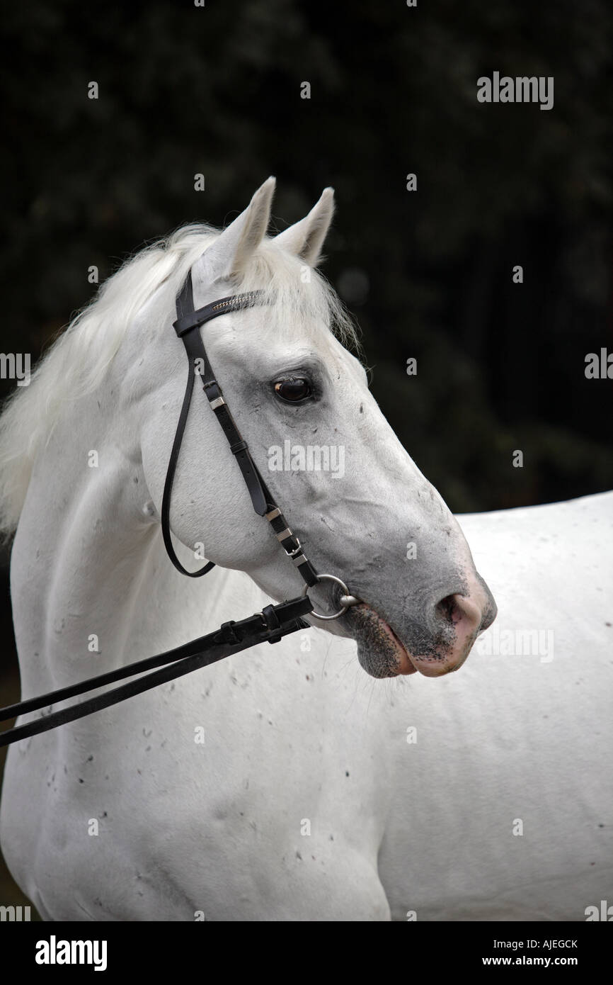 Portrait of the grey horse Stock Photo