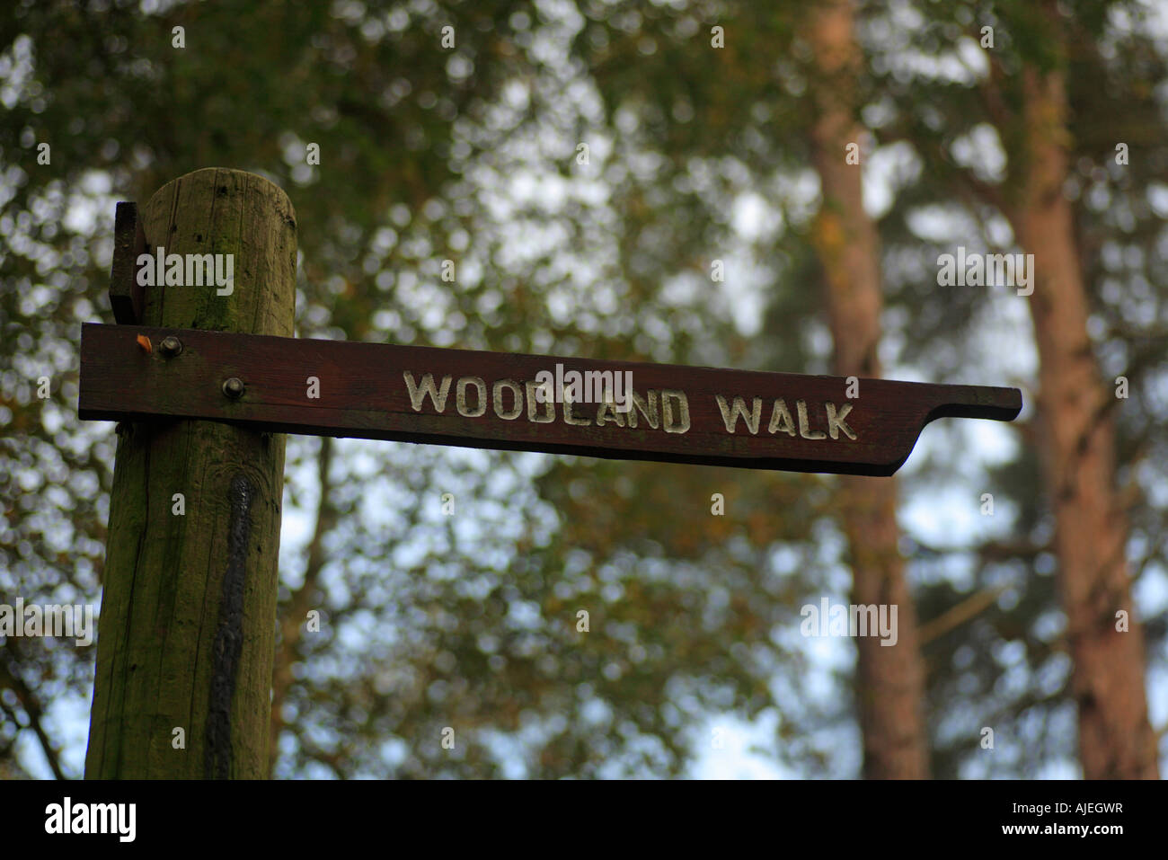Simple signpost for a woodland walk at Wolferton, Norfolk. Stock Photo