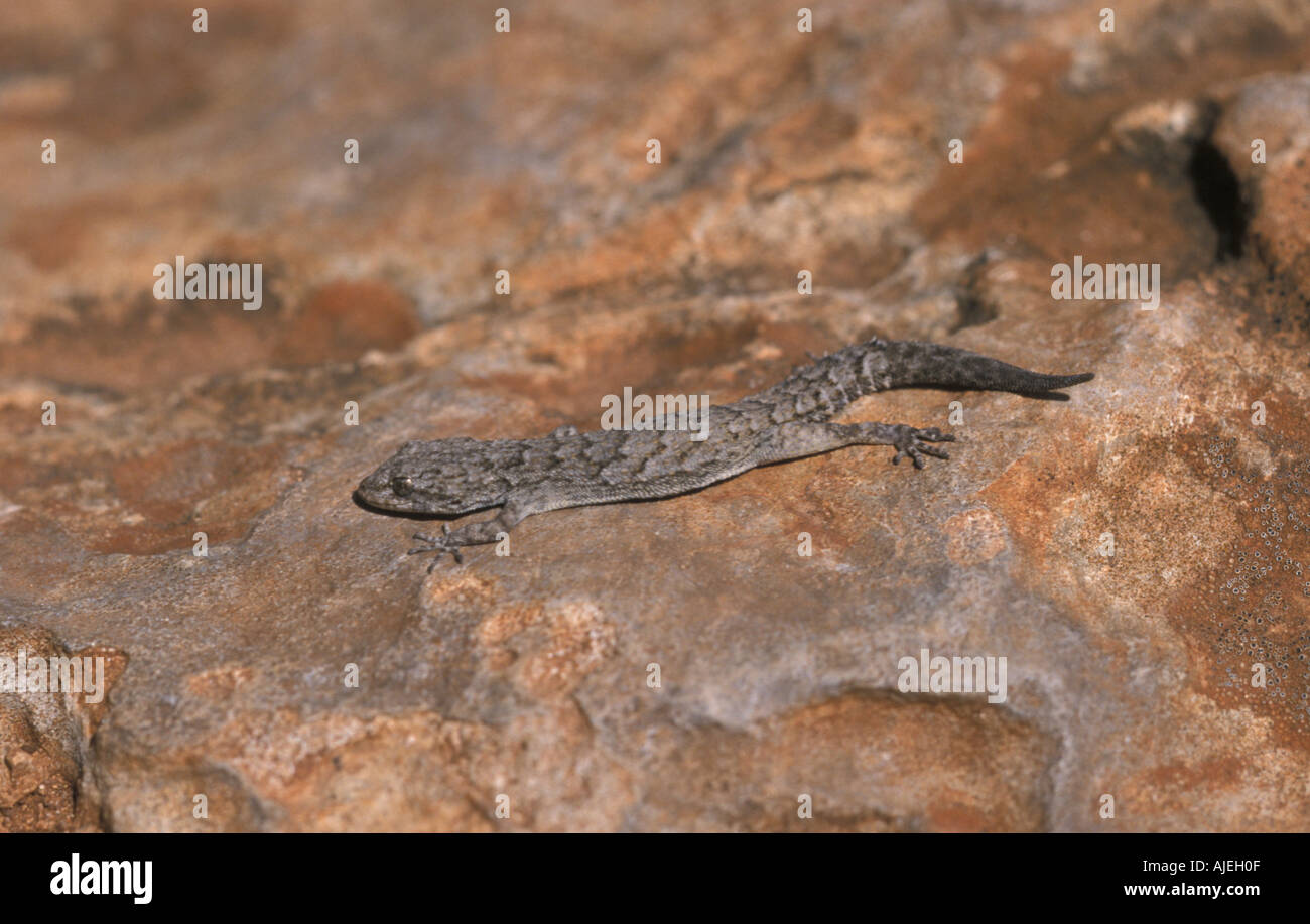 Kotschy's Gecko Cyrtodactylus kotschyi Cyprus Stock Photo