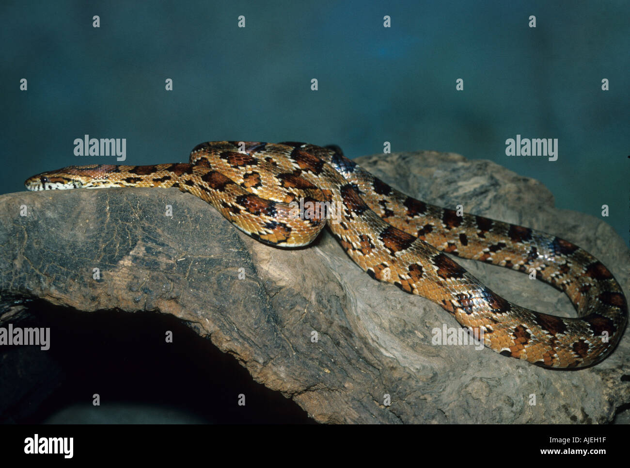 Corn Snake Elaphe guttata North America Stock Photo Alamy