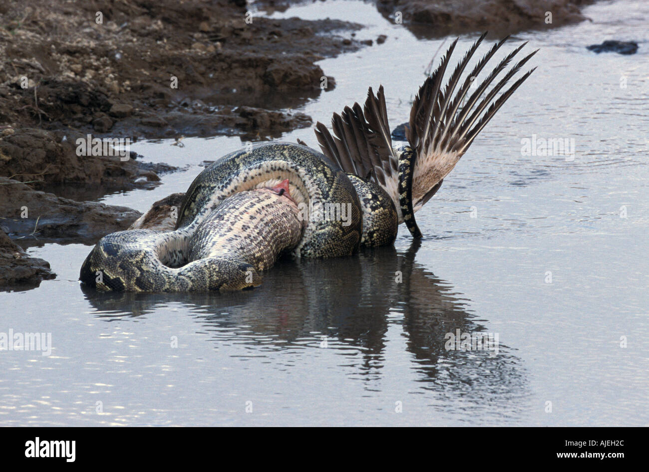 African Rock Python Python sabae Constricting White Pelican Stock Photo ...