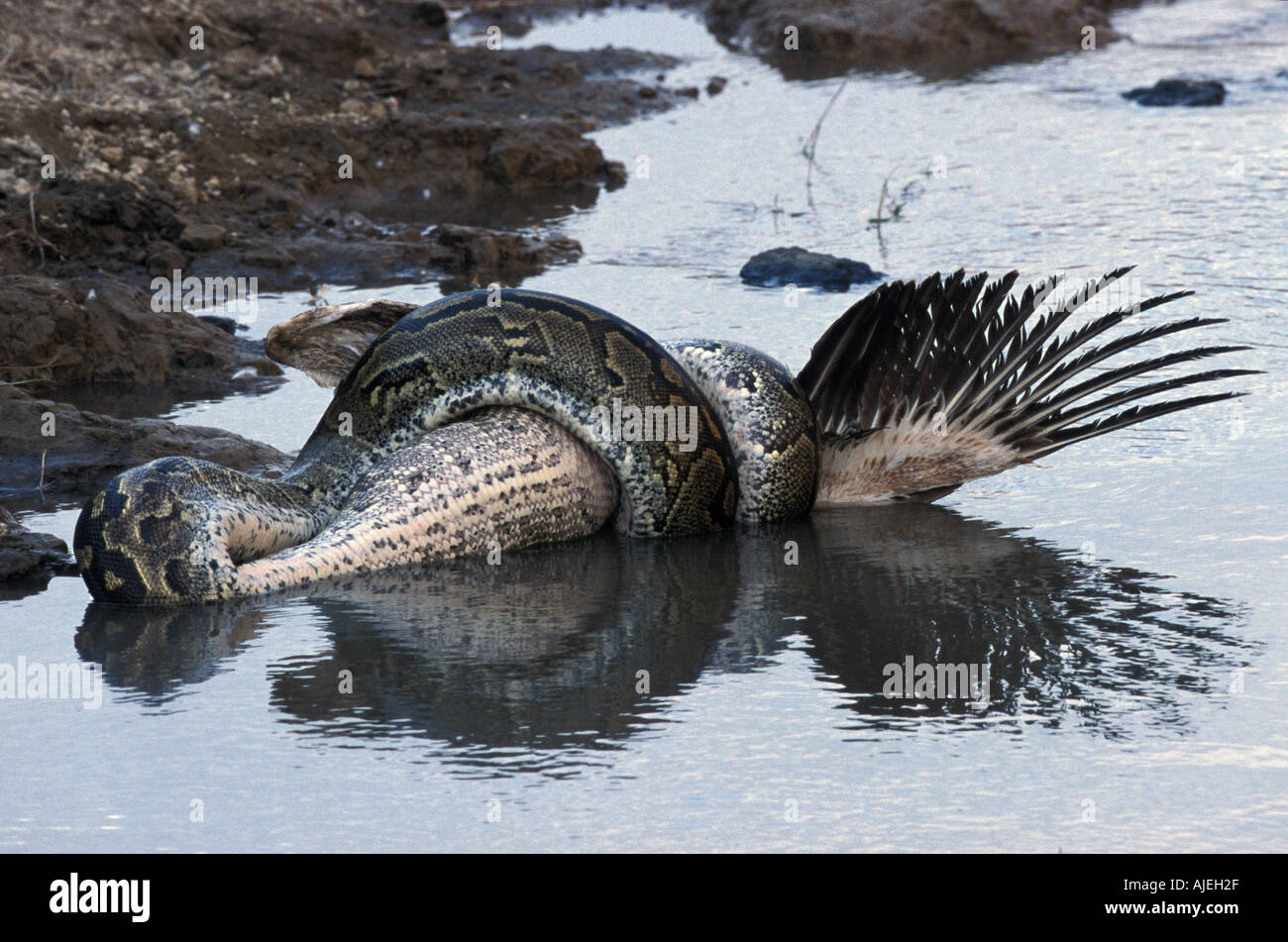 African Rock Python Python sabae Constricting White Pelican Stock Photo ...