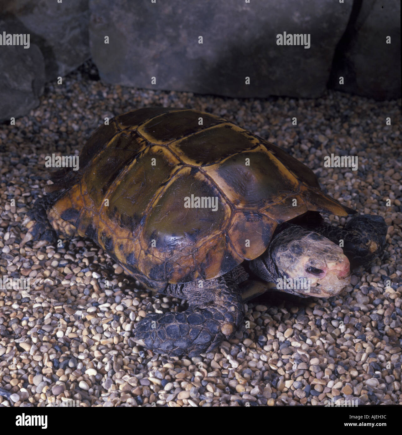 Burmese Brown Tortoise Manouria emys Asian brown tortoise Stock Photo