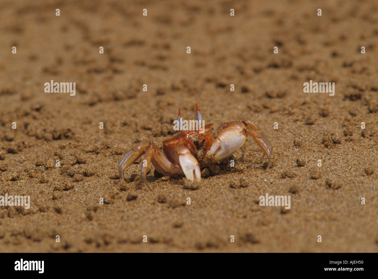 Ghost Crab Ocypode gaudichaudii Galapagos Stock Photo