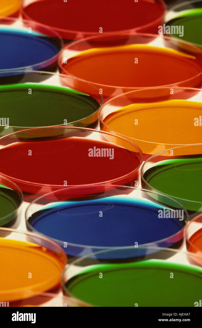science lab petri dishes Stock Photo Alamy