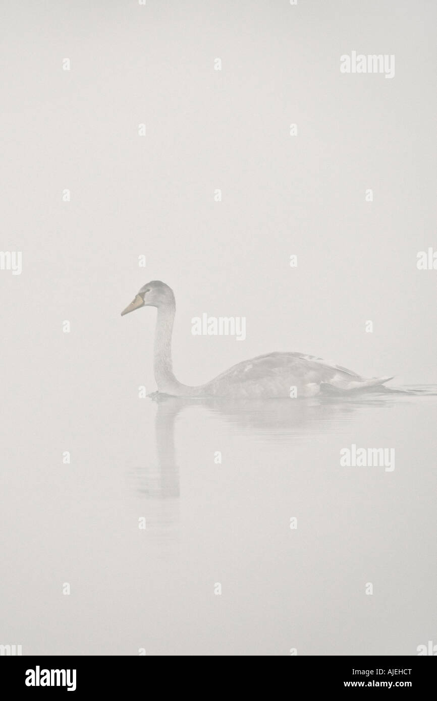 Juvenile Mute Swan Cygnus olor on gravel pit with reflection in water on misty frosty morning Paxton pits Cambridgeshire Stock Photo