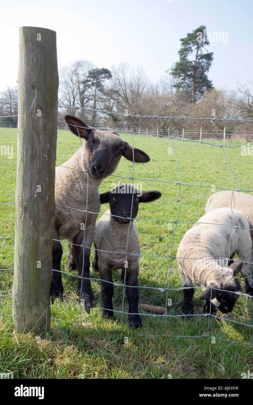 Sheep Lambs flock livestock Stock Photo Alamy