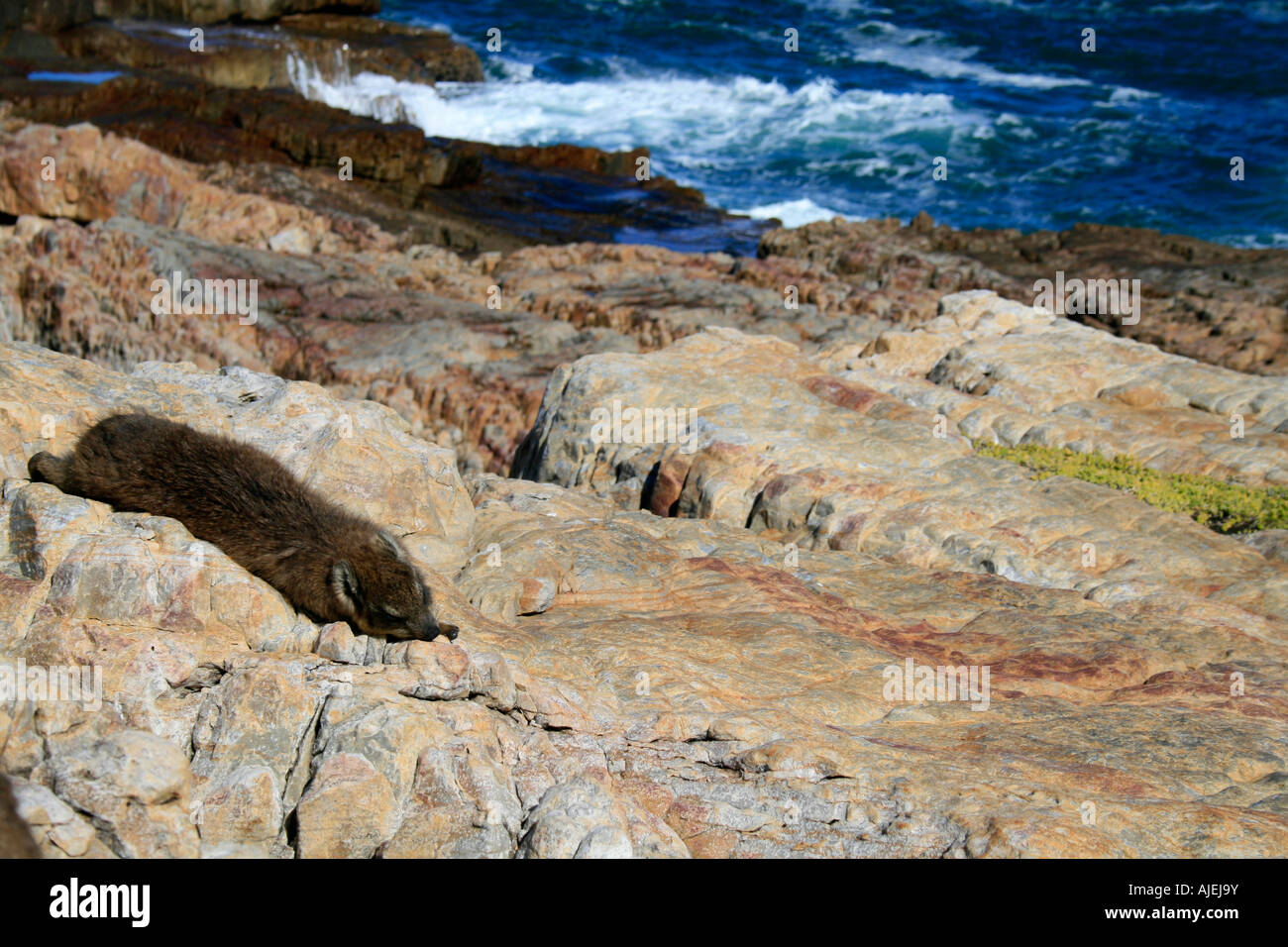 Funny cute wild rock hyrax (Procavia capensis) animal lying on rocks ...