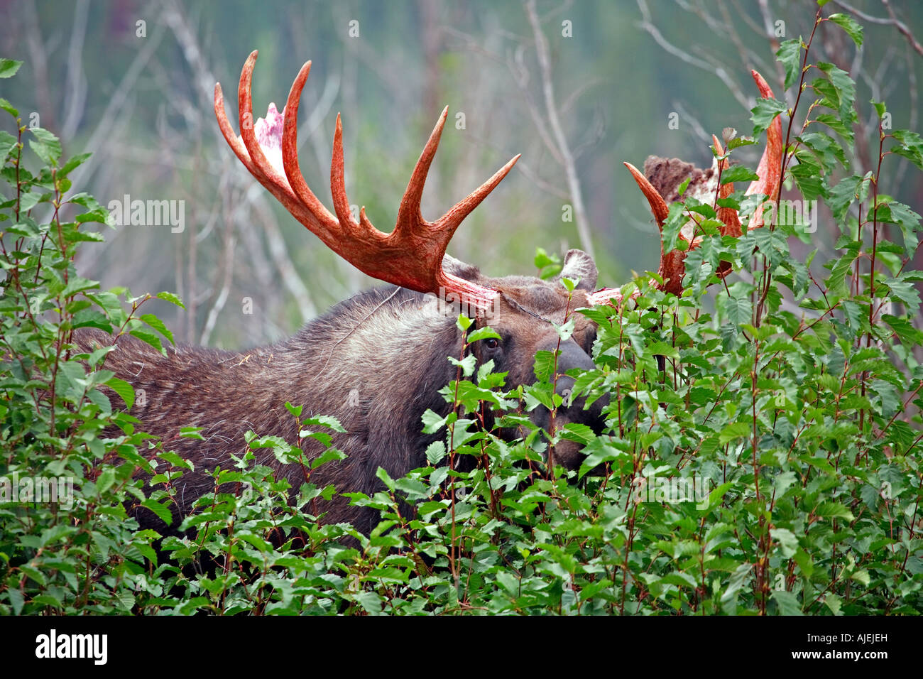 Bull moose hiding hires stock photography and images Alamy
