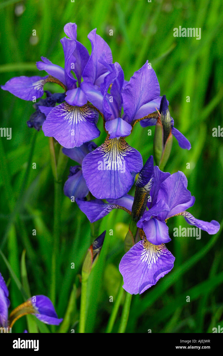 dutch iris flowers Stock Photo Alamy