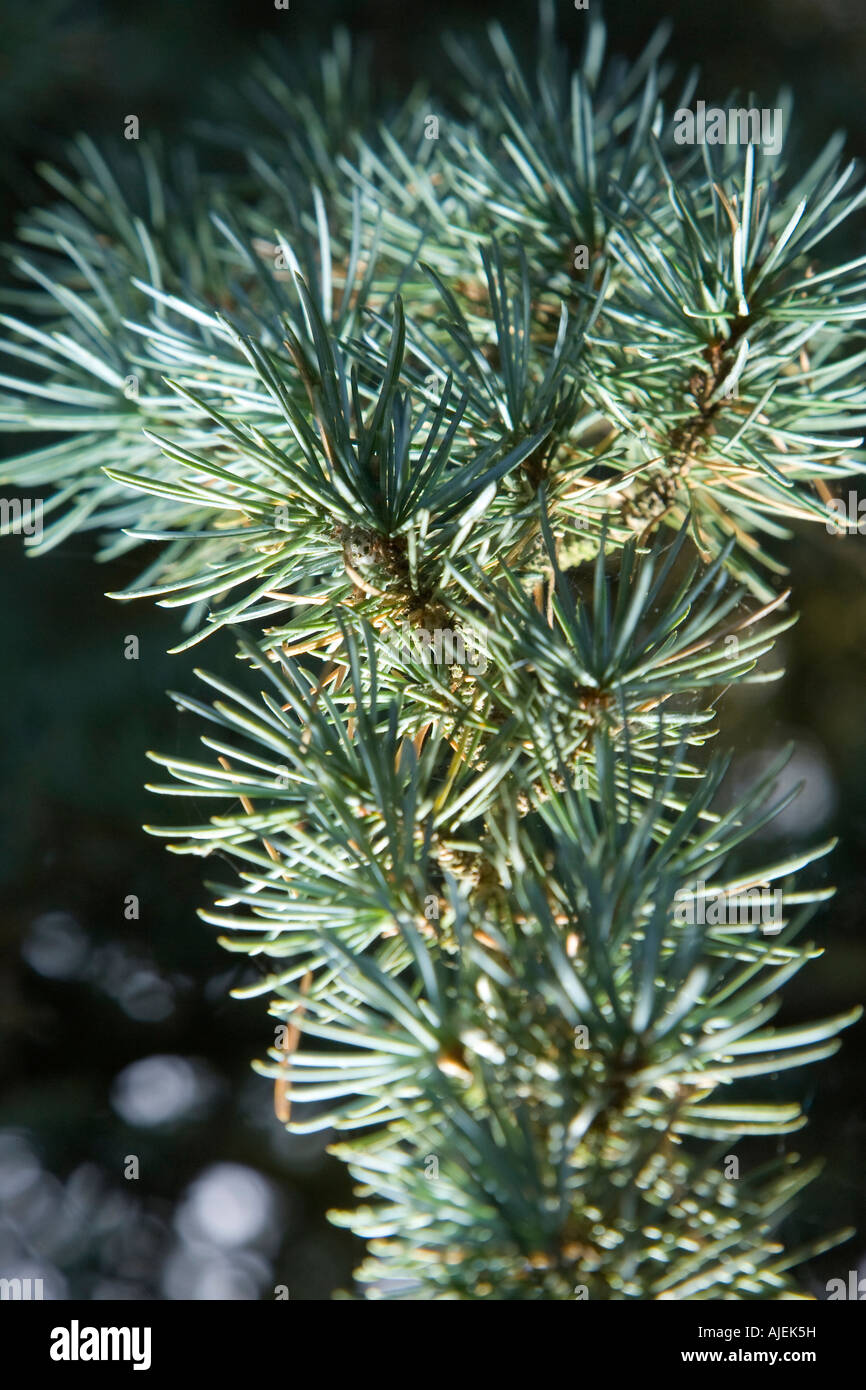 noble fir tree needles Stock Photo