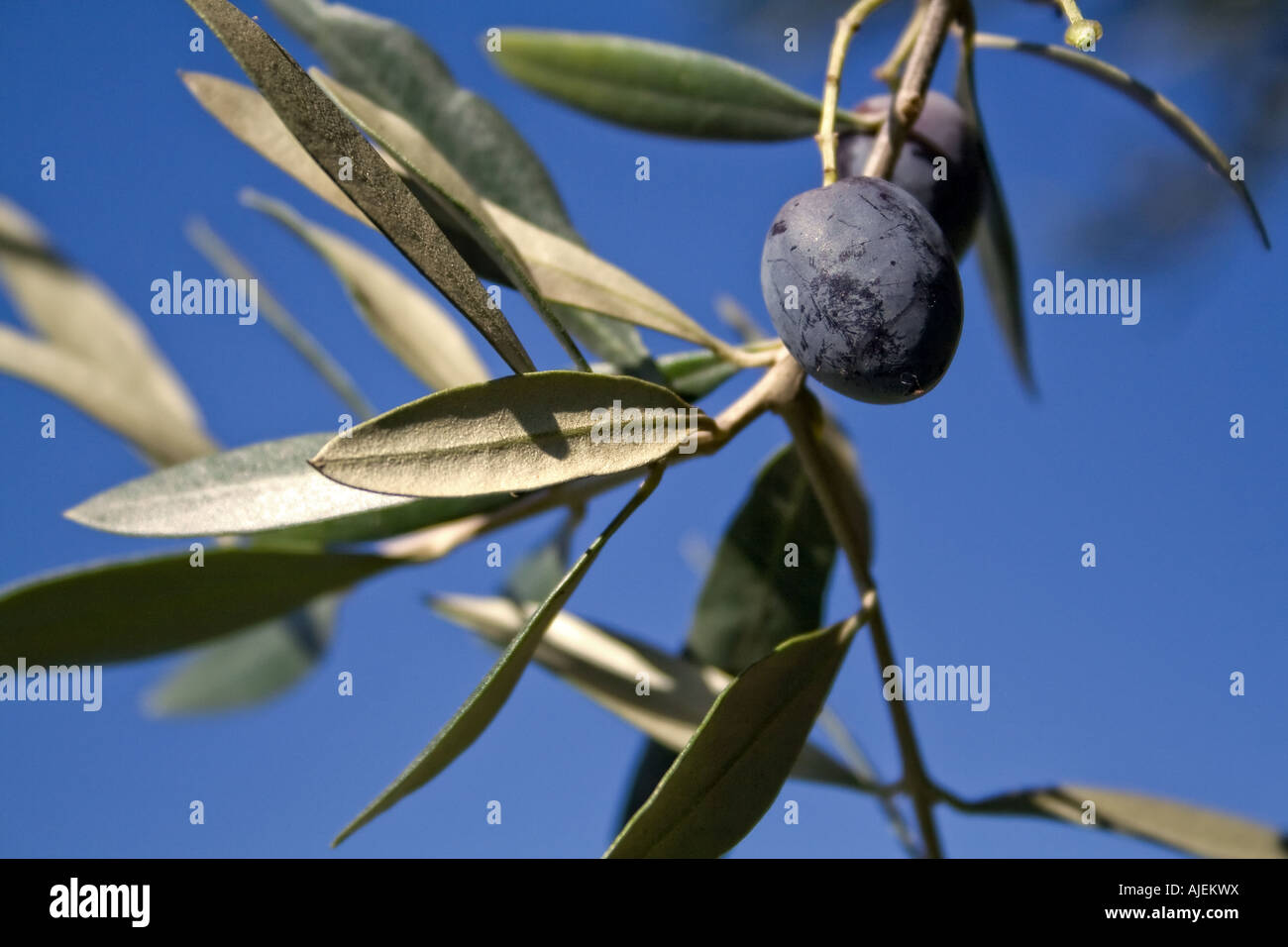 ripe olive hanging on olive tree Stock Photo