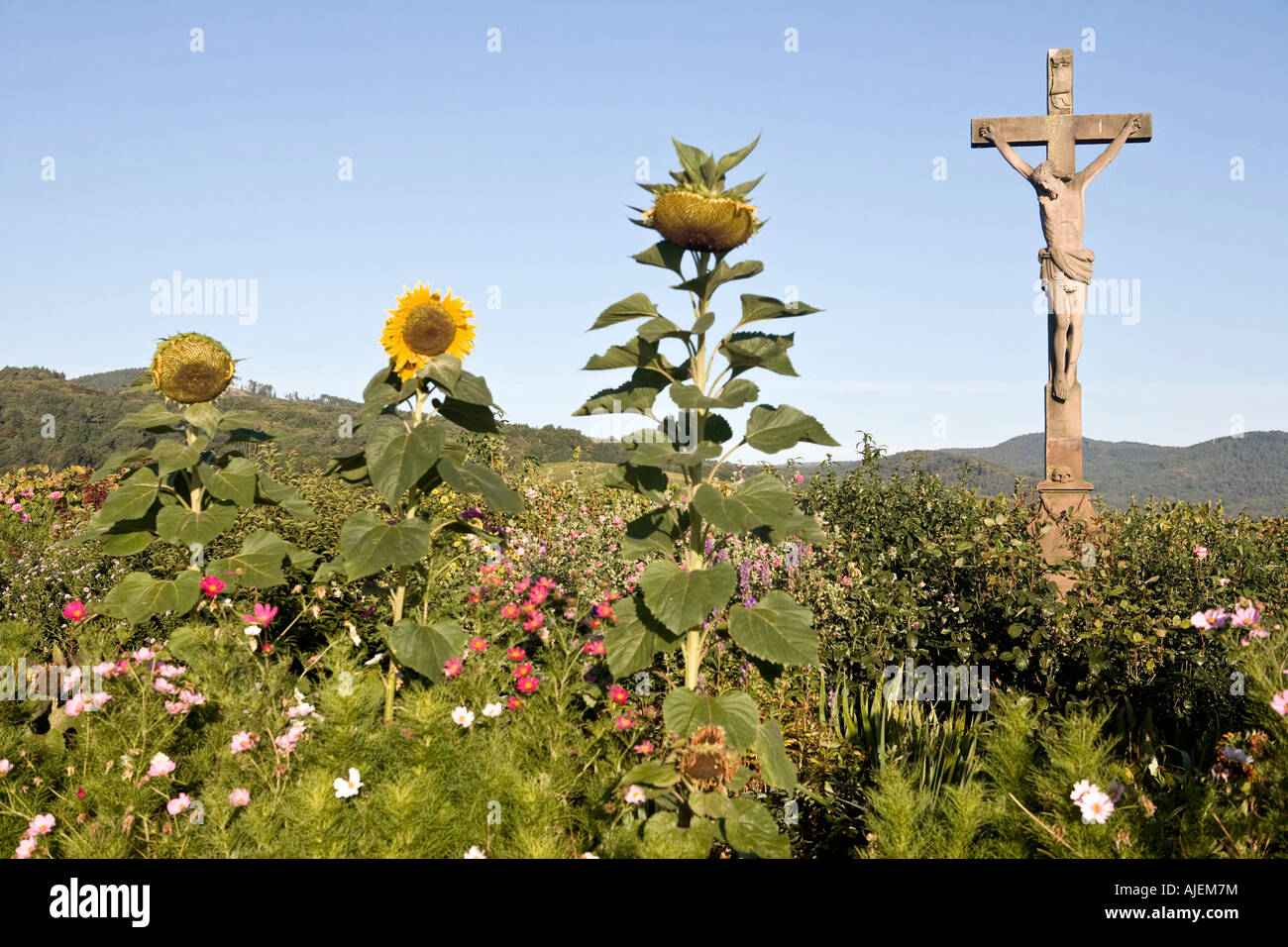 A sculpture of Jesus on the cross a common sight throughout Alsace adorns a crossroad near Andlo Stock Photo