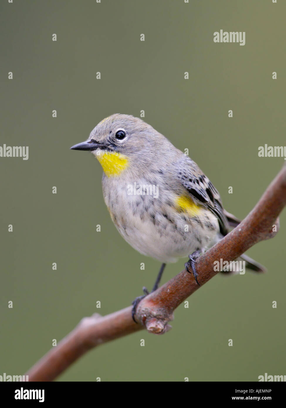 A Yellow-rumped Warbler perched on a branch Stock Photo