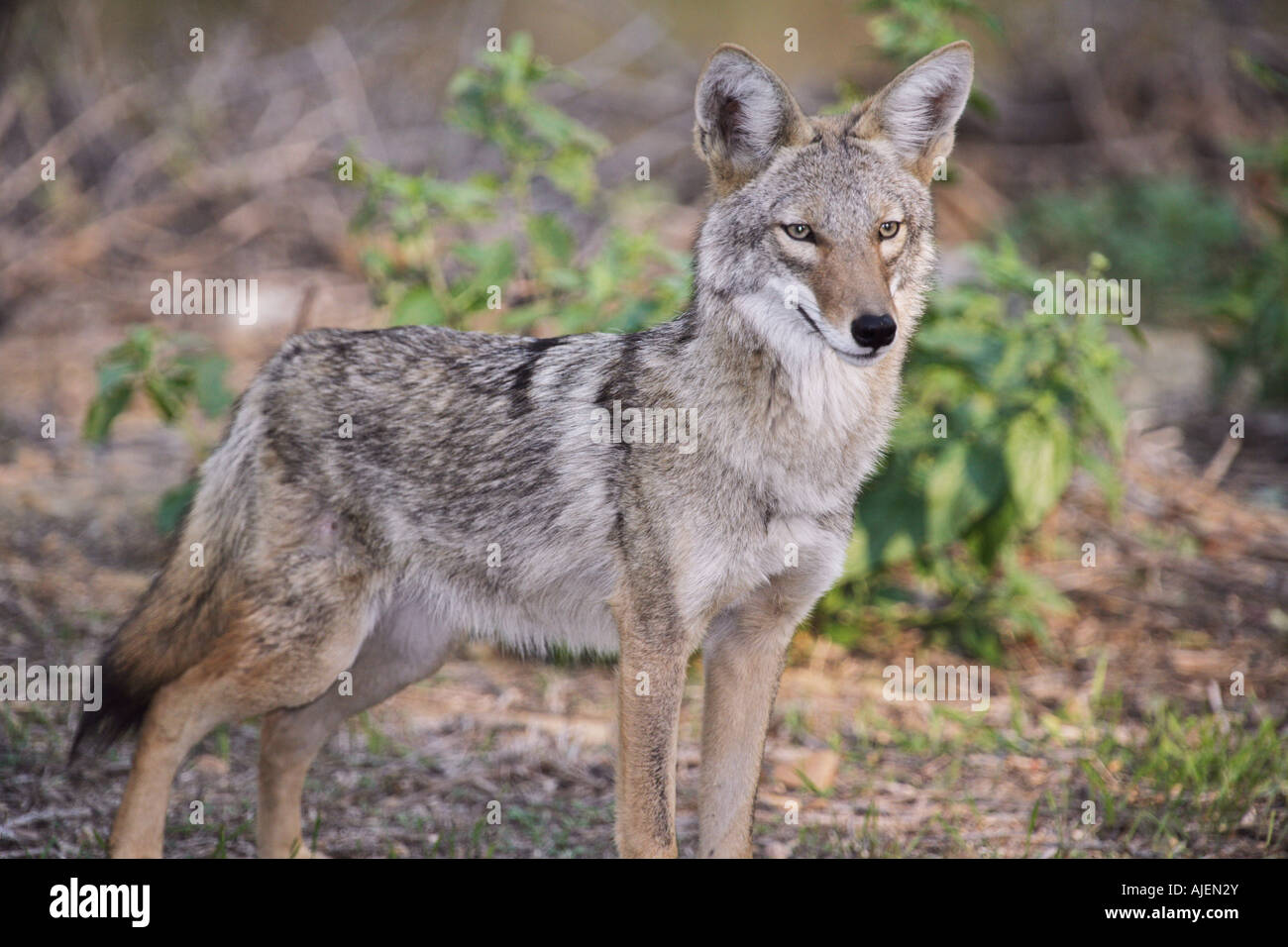 Cayodi A coyote in the wild Stock Photo - Alamy
