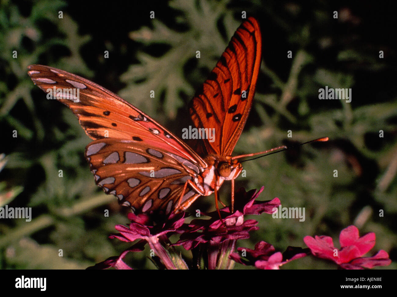 Gulf Frittilary Butterfly Stock Photo