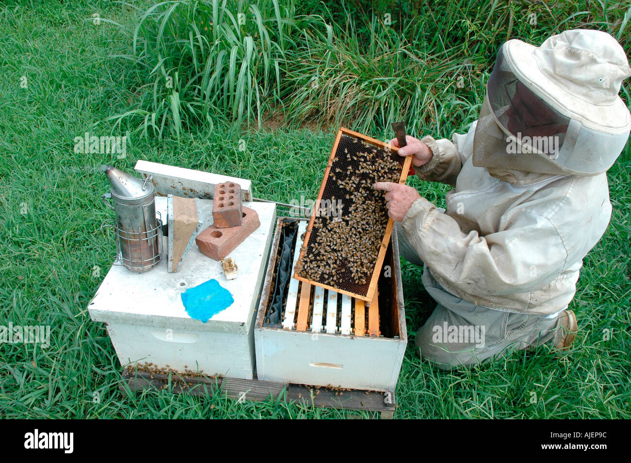 Plants for honey bees hi-res stock photography and images - Page 3