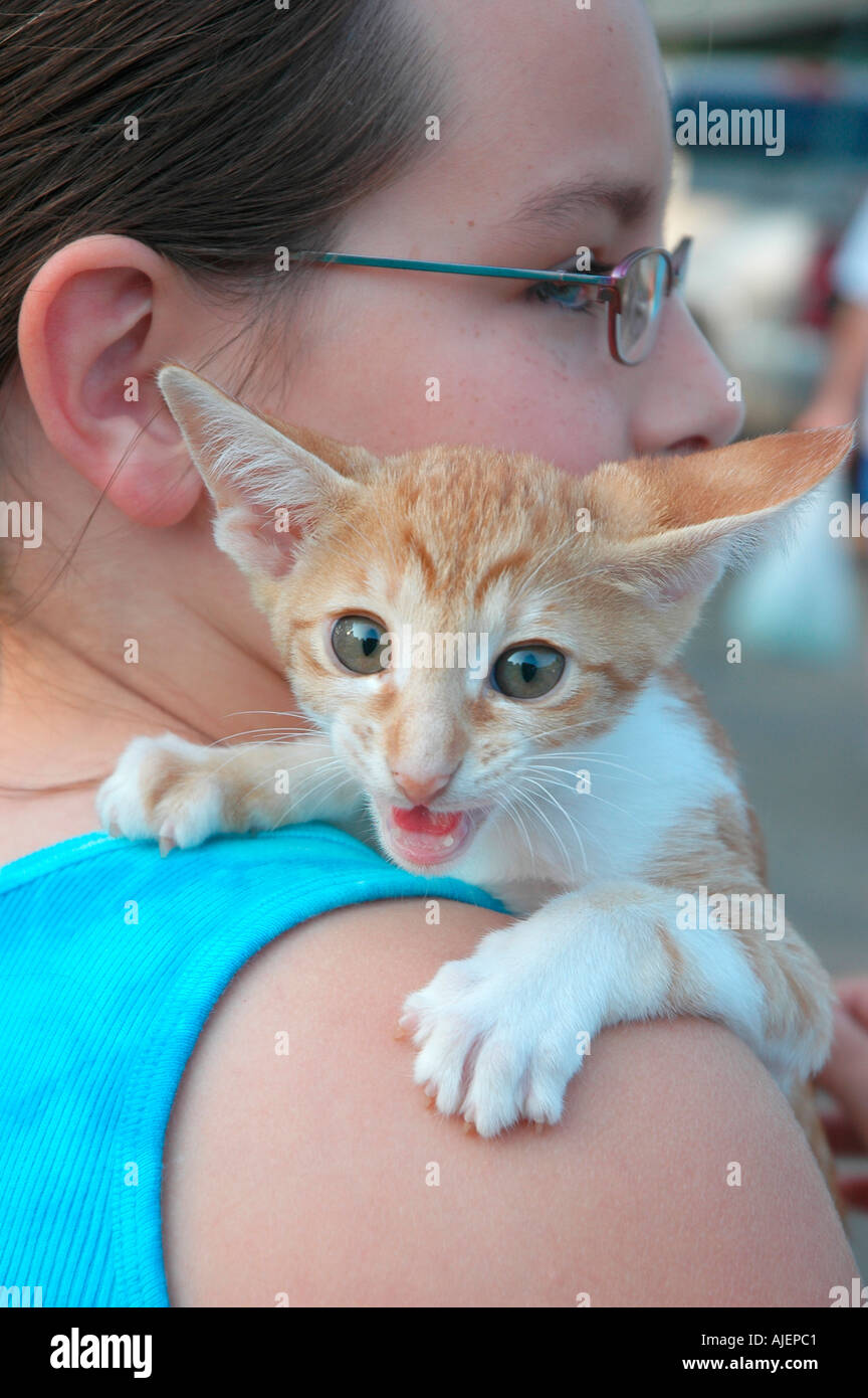 11 year old with here new pet cat who is 16 weeks and a Cornish Rex by Oriental Shorthair cross Stock Photo