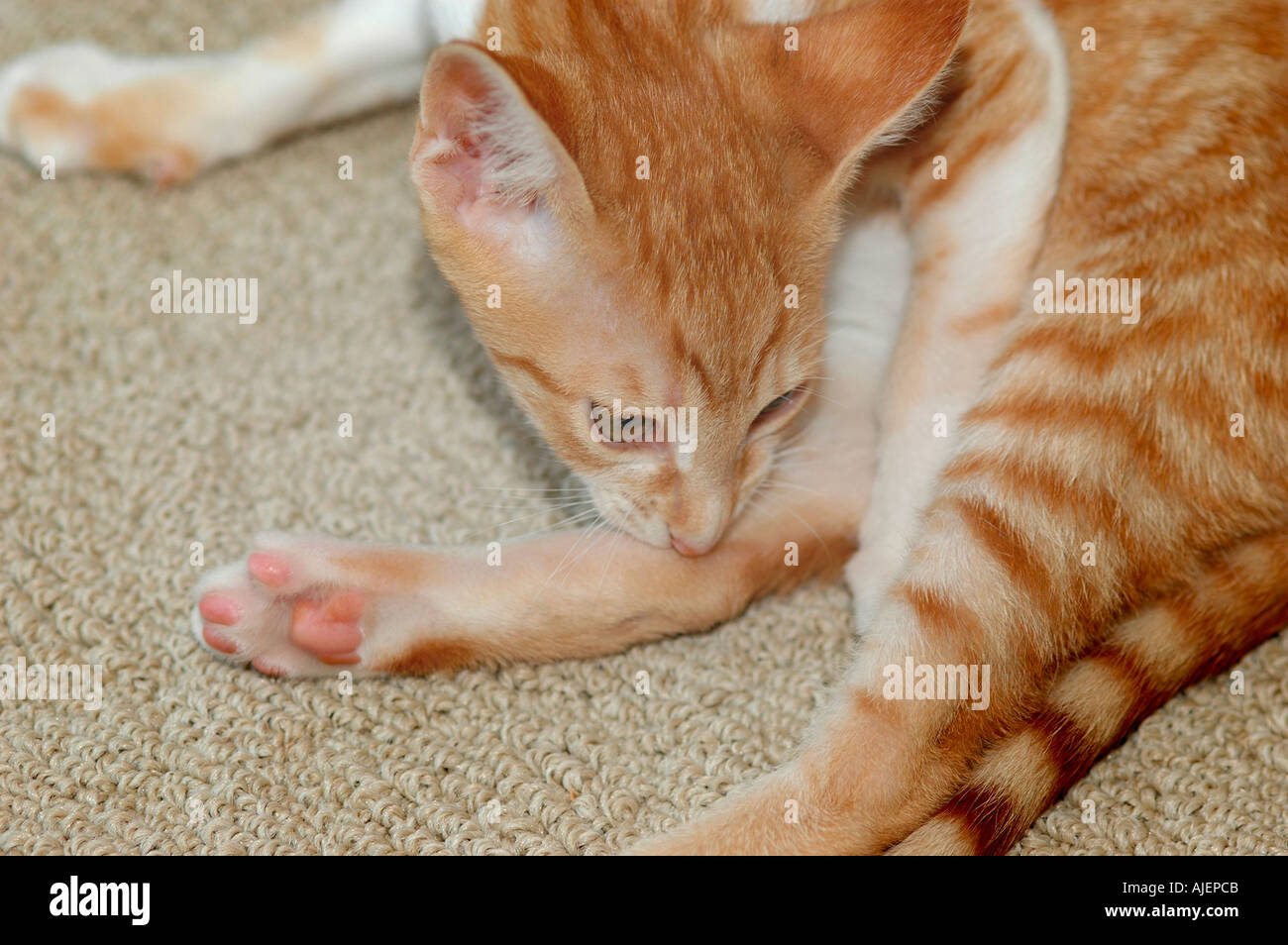 red cornish rex