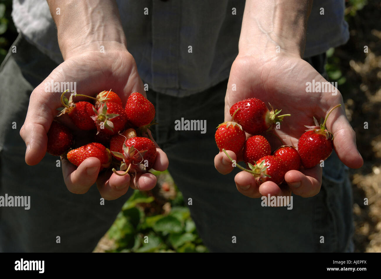 Pick Your Own Stock Photo Alamy