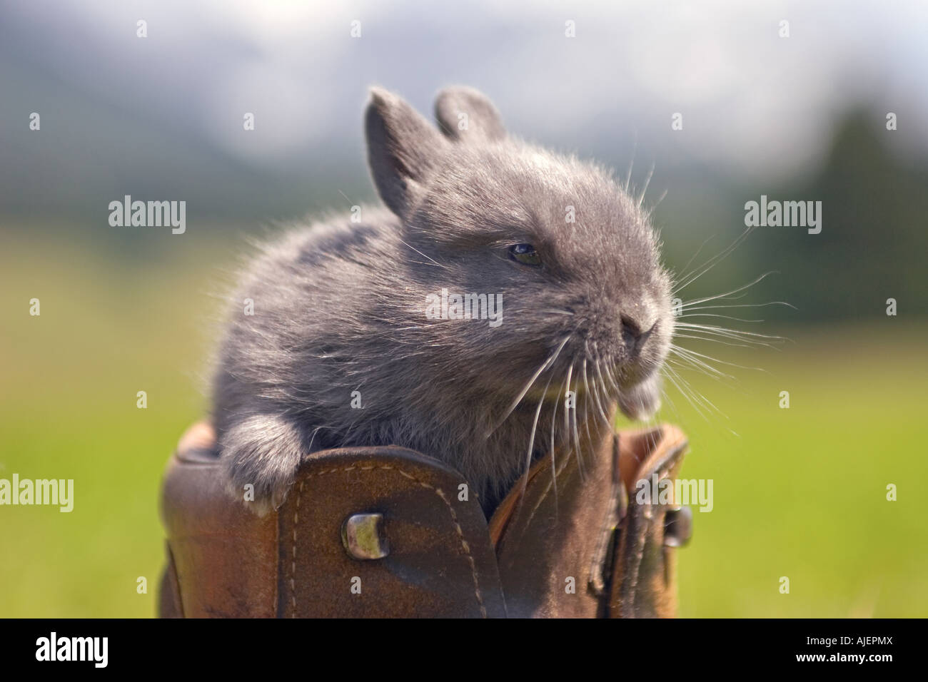 Bunny boots hi-res stock photography and images - Alamy