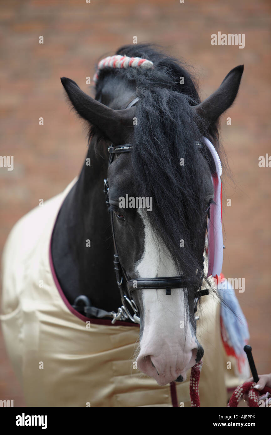 Portrait of the black shire horse Stock Photo
