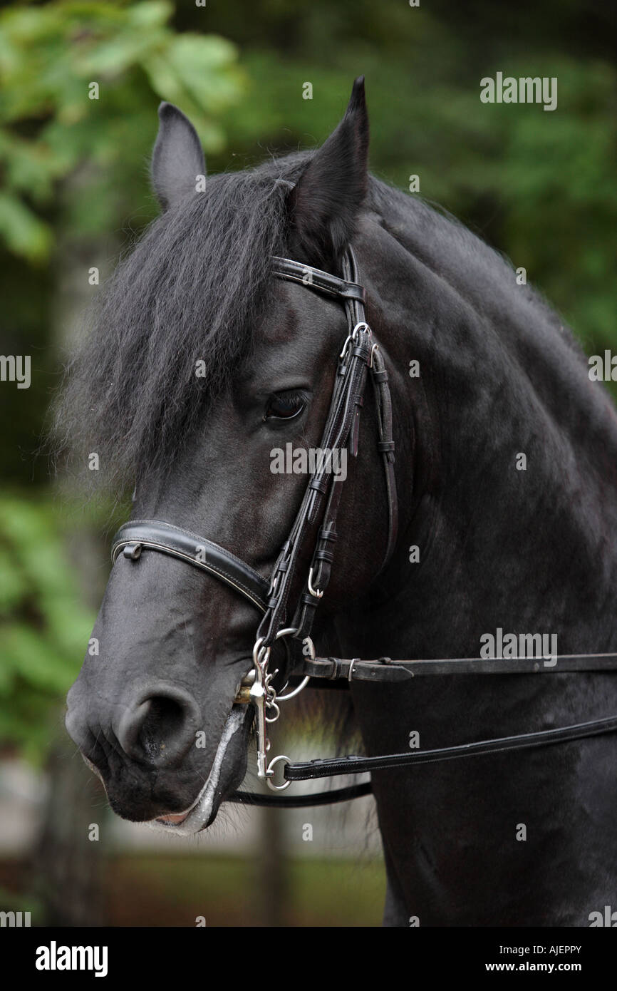 Portrait of the black horse Stock Photo