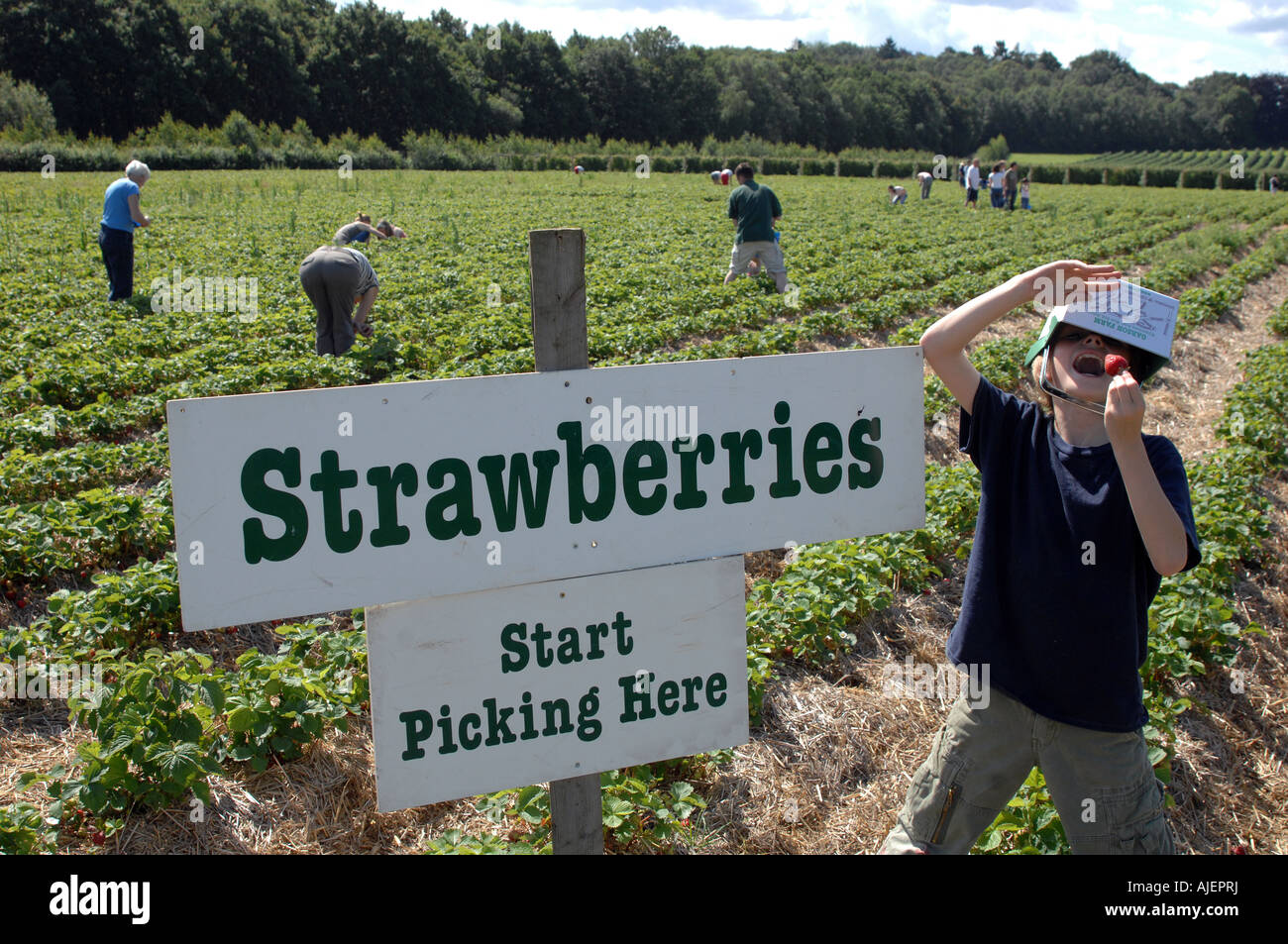 Pick your own Stock Photo Alamy