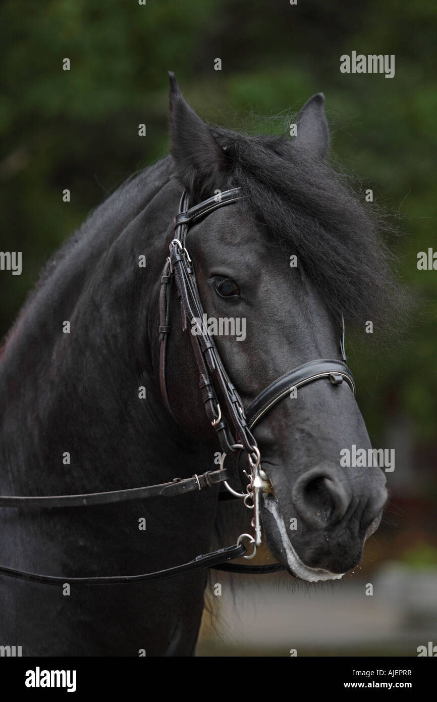 Portrait of the black lipician horse Stock Photo