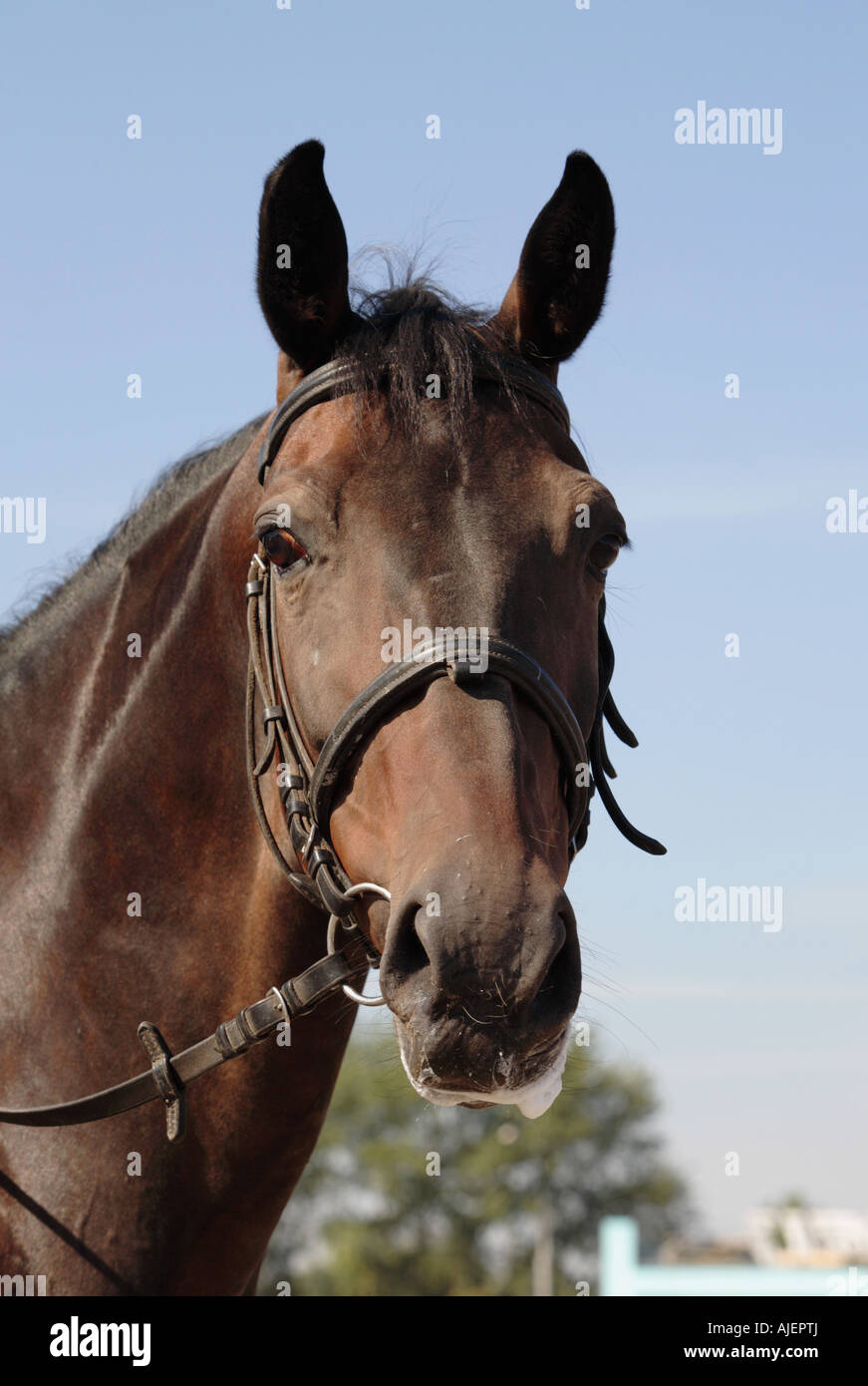 Portrait of the bay thoroughbred horse Stock Photo