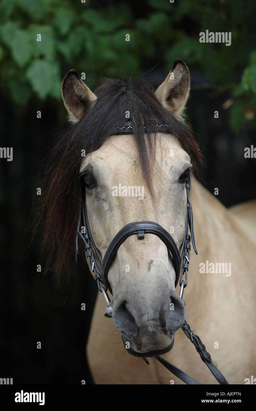 Russian native breed - Vyatskaja horse Stock Photo