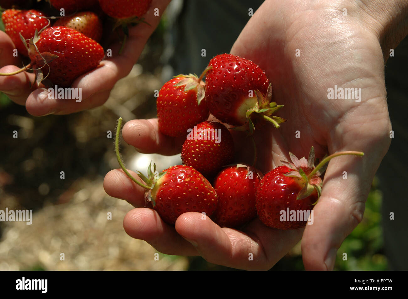 Pick Your Own Stock Photo Alamy