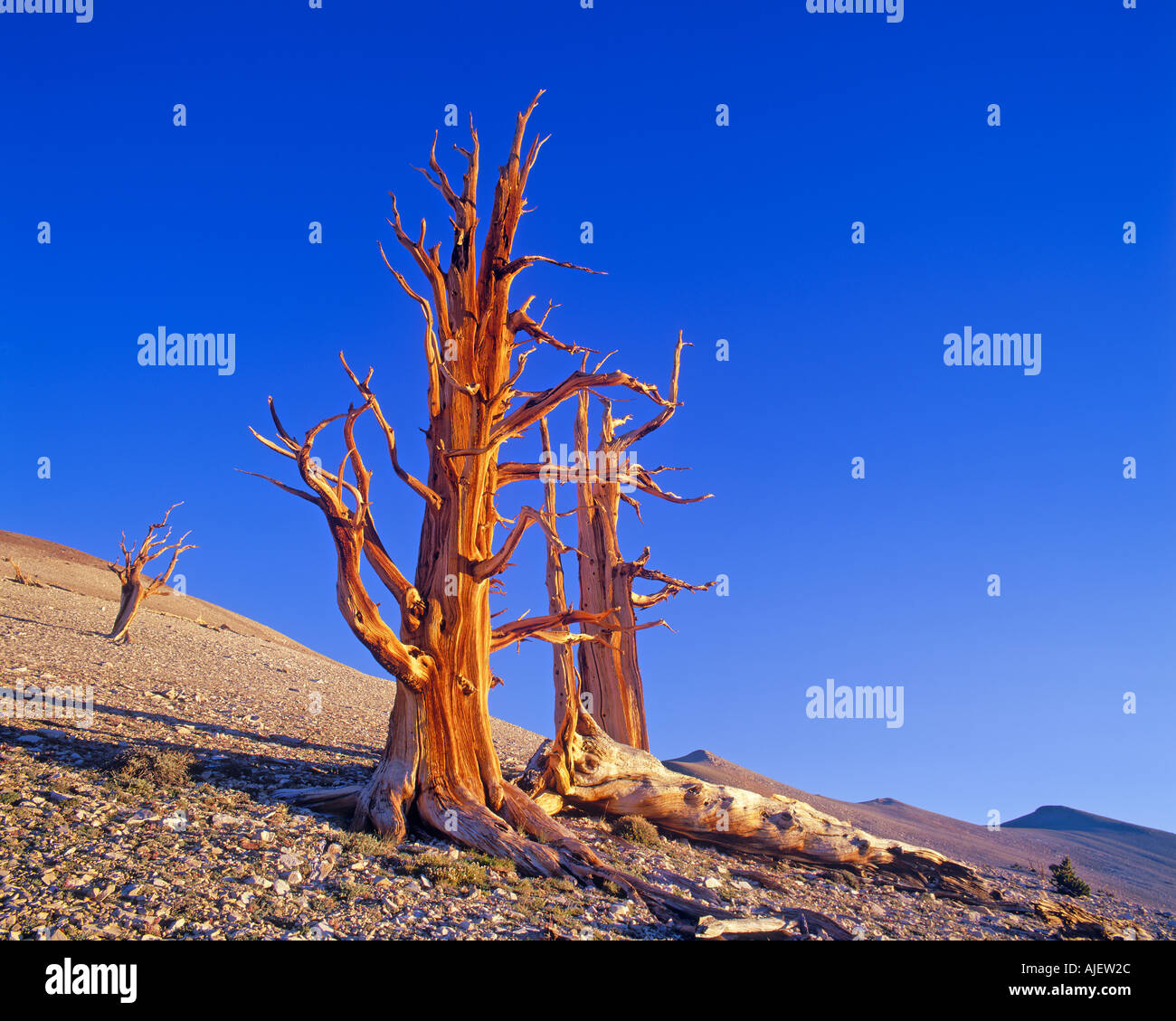 Bristlecone pine and White Mountains Ancient Bristlecone Pine Forest Patriarch Grove Inyo National Forest California USA Stock Photo