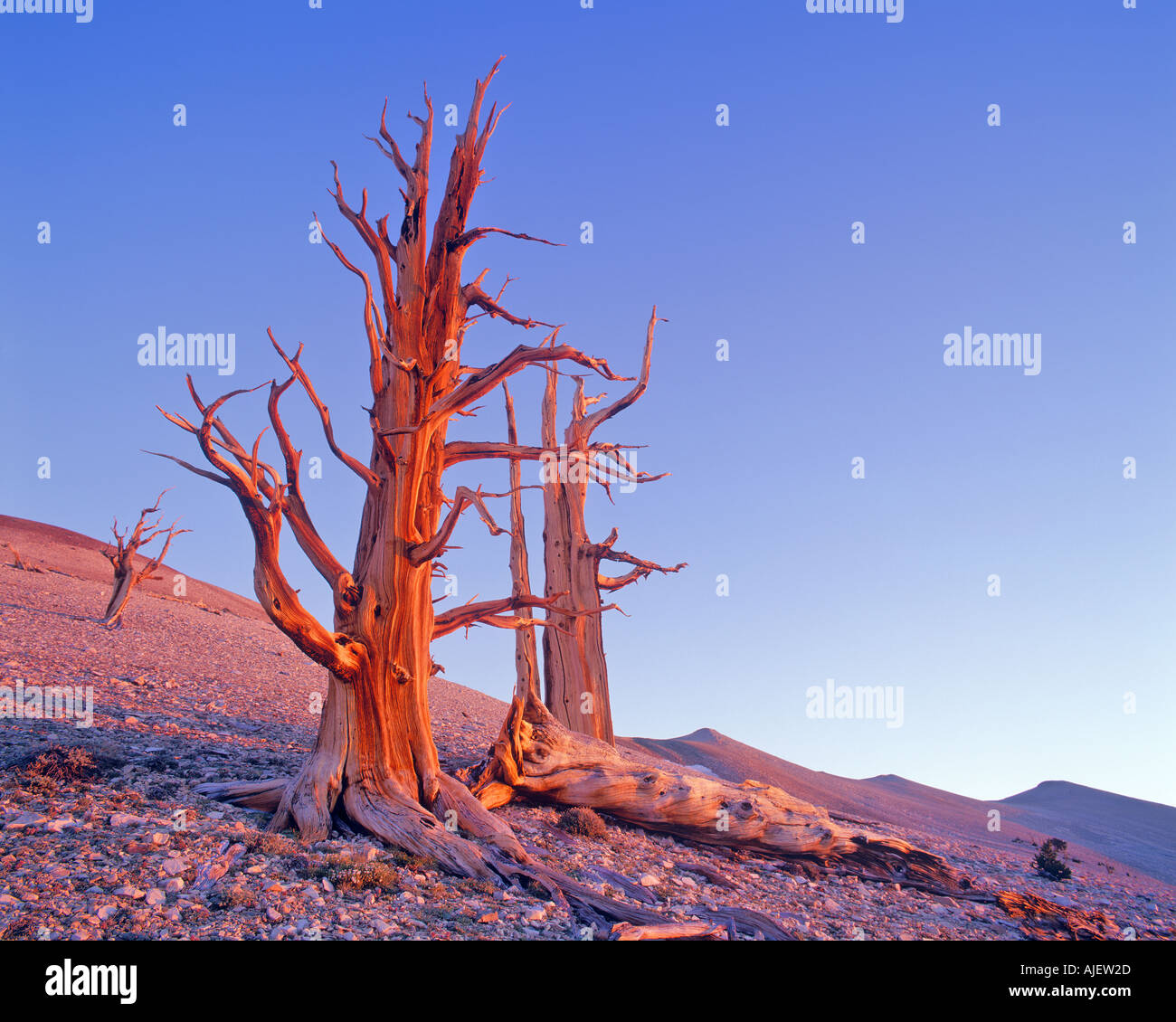 Bristlecone pine and White Mountains Ancient Bristlecone Pine Forest Patriarch Grove Inyo National Forest California USA Stock Photo