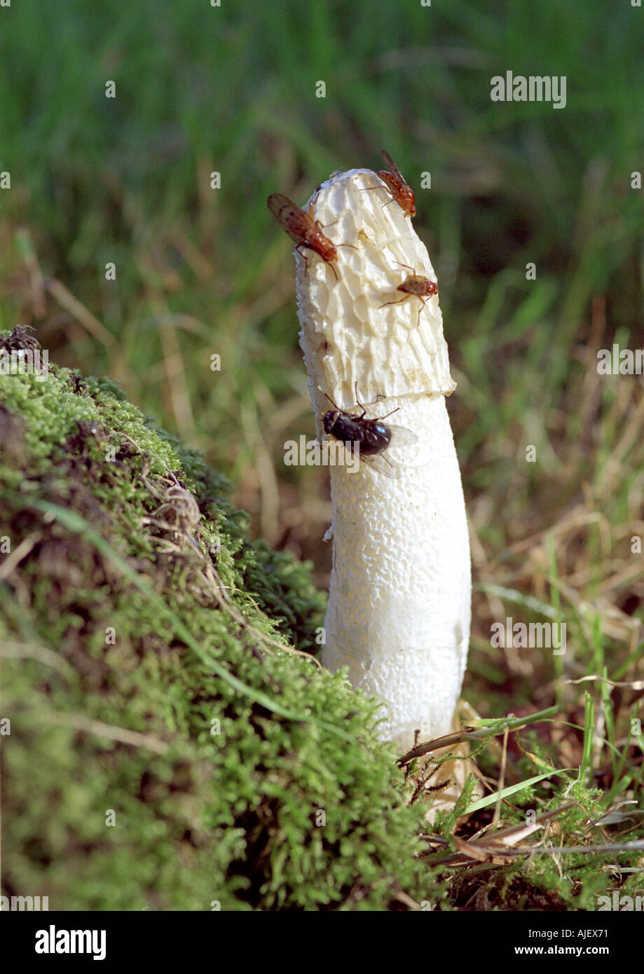 Stinkhorn, Phallus impudicus, with flies eating the cap, fruiting body, spores Stock Photo