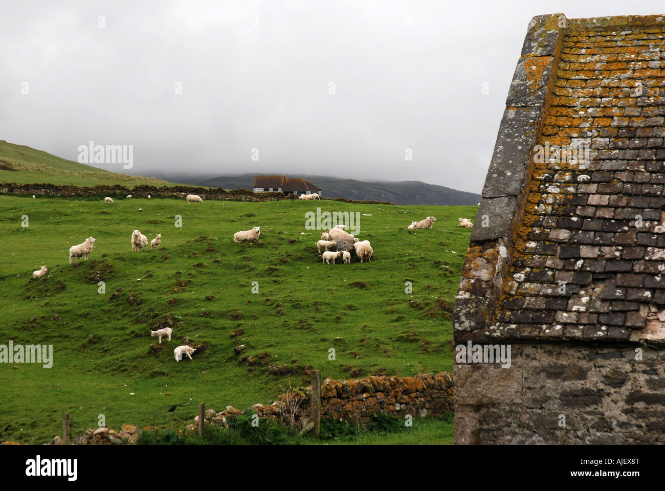 Sheep farms at Balnakeil Durness North coast Highland Scotland Stock Photo